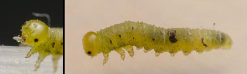 Réf. 280 158 : Pristiphora rufipes
